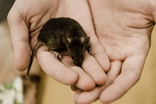 Vista Recortada Del Hombre Sosteniendo Pequeño Ratón Las Manos — Foto de Stock