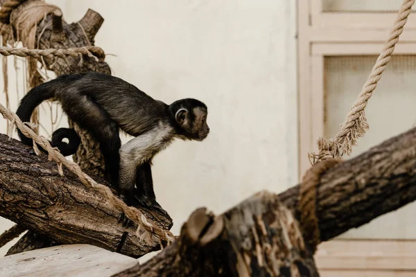 坐在木制圆木上的可爱猿的选择性焦点 — 图库照片