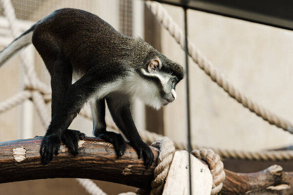 selective focus of cute monkey near ropes sitting on wooden log 