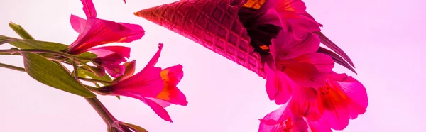 Panoramic Shot Blooming Flowers Ice Cream Cone Isolated Pink — Stock Photo, Image