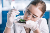 attraktiver Biochemiker mit Brille und Pinzette in der Nähe grüner Pflanzen 