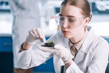 selective focus of attractive biochemist touching green plant  clipart