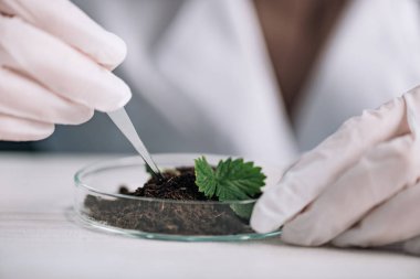 cropped view of biochemist holding pipette near green plant in ground  clipart