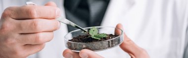 panoramic shot of biochemist holding glass sample with ground and small plant  clipart