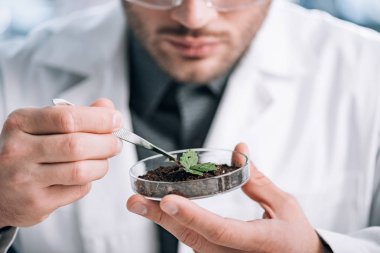 cropped view of biochemist holding glass sample with ground and small plant  clipart