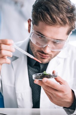 selective focus of handsome bearded biochemist holding pipette near glass with plant and ground  clipart