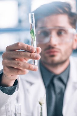 Gözlüklü yakışıklı biyokimyacı yeşil bitkilerle cam test tüpü tutuyor. 