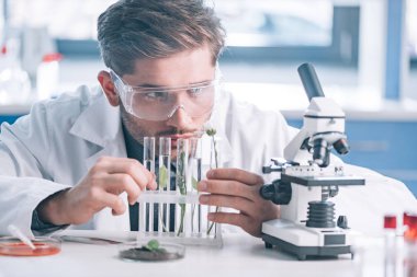 Yakışıklı biyokimyacının seçici odağı mikroskop yakınında yeşil bitkilerle test tüpleri arıyor. 