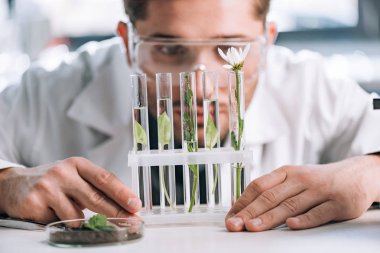 Sakallı biyokimyacının seçici odağı mikroskobun yanındaki küçük bitkilerle test tüplerine bakıyor. 