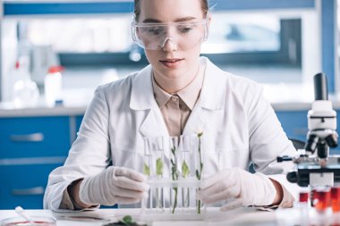 Gözlüklü çekici biyokimyacının seçici odağı mikroskobun yanındaki küçük bitkilerle test tüplerine bakıyor. 