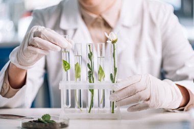 Lateks eldivenli biyokimyacı küçük bitkilerle test tüpüne dokunuyor. 