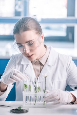 Gözlüklü güzel biyokimyacının seçici odağı mikroskobun yanındaki küçük bitkilerle test tüplerine bakıyor. 