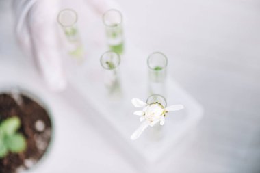 Laboratuvarda yeşil yaprakların yanındaki test tüpündeki beyaz çiçeğin üst görüntüsü 