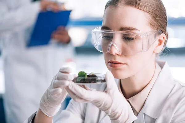 Selective Focus Attractive Biochemist Goggles Looking Green Plant — Stock Photo, Image