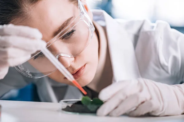 Attractive Biochemist Goggles Holding Pipette Green Plant — Stock Photo, Image