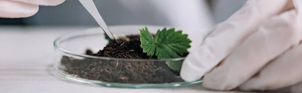 Panoramabild Biokemist Håller Pipett Nära Grön Växt — Stockfoto