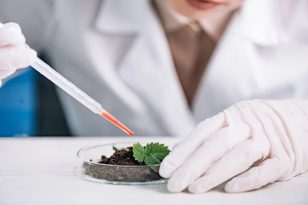 Cropped View Biochemist Holding Pipette Green Plant — Stock Photo, Image