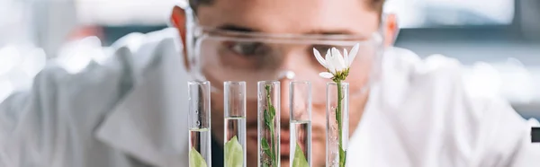 Plano Panorámico Del Guapo Bioquímico Mirando Tubo Ensayo Con Plantas —  Fotos de Stock