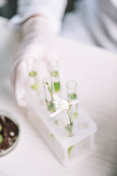 cropped view of biochemist in latex glove near flower and plants in test tubes 