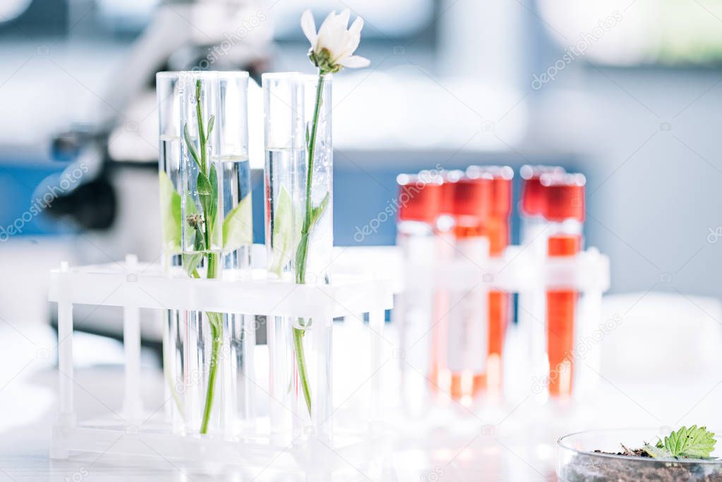 selective focus of green leaves and flower in test tubes near samples in laboratory 