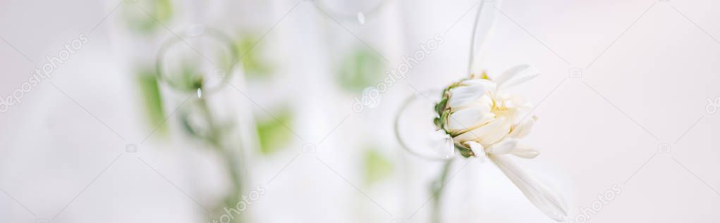 panoramic shot of blooming flower in test tube in laboratory 