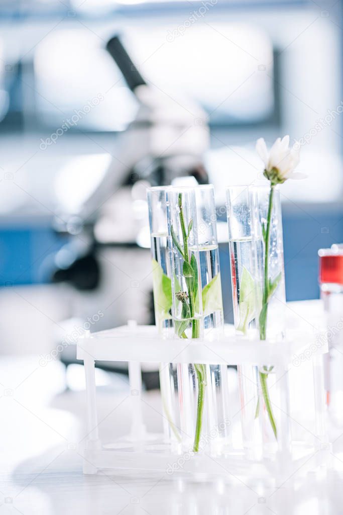 selective focus of blooming flower near green leaves in test tubes