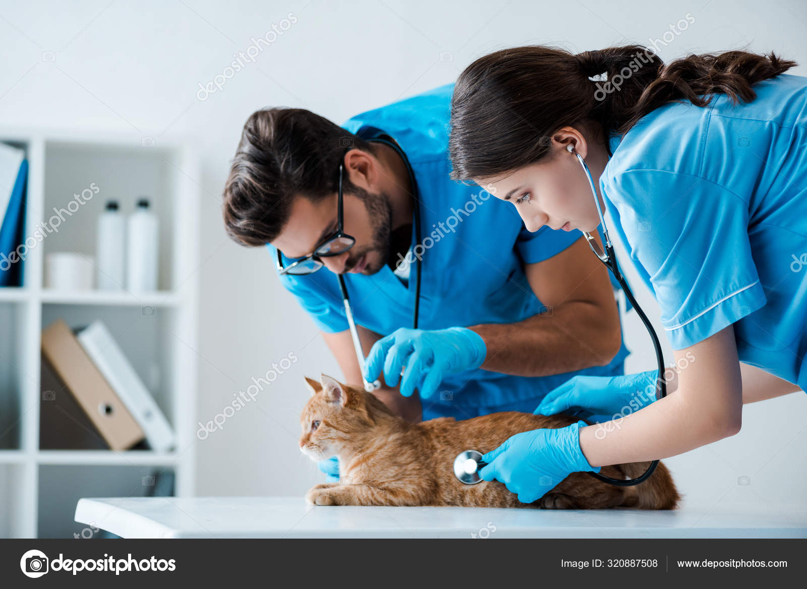 Two Young Veterinarians Examining Red Cat Stethoscopes — Stock Photo