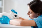 junger, positiver Tierarzt untersucht niedliches weißes Kaninchen auf Tisch sitzend