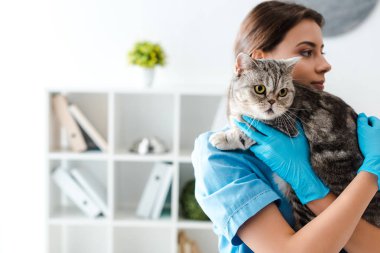 Tekir İskoç heteroseksüel kediyi elinde tutan genç veteriner.