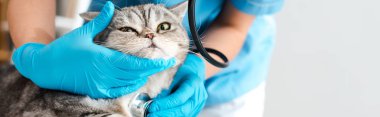 partial view of veterinarian examining tabby scottish straight cat with stethosope, panoramic shot clipart