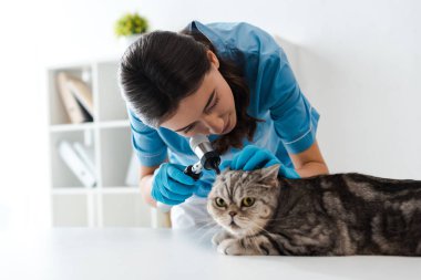 concentrated veterinarian examining ears of tabby scottish straight cat with otoscope clipart