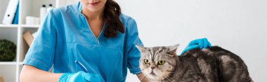 cropped view of veterinarian writing prescription near tabby scottish straight cat clipart