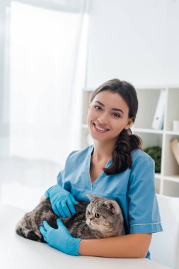 young veterinarian smiling at camera while holding tabby scottish straight cat clipart