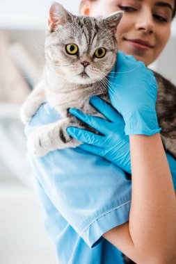 selective focus of young veterinarian holding grey scottish straight cat on hands clipart