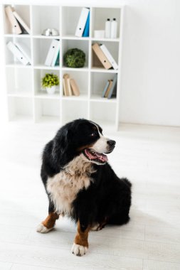 Tatlı Berlin dağ köpeği veteriner kliniğinde yerde oturuyor.