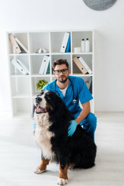 Genç, pozitif veteriner Bernese dağ köpeğine dokunuyor ve kameraya bakıyor.