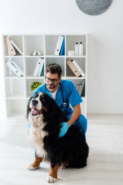 young, attentive veterinarian touching cute bernese mountain dog sitting on floor clipart