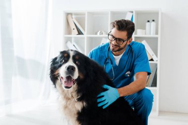 Genç, gülümseyen bir veteriner. Bernese dağ köpeğini inceliyor. 