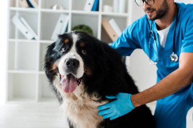 Güzel Bernese dağ köpeğini inceleyen veteriner manzarası. 