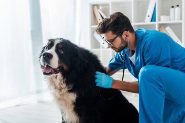 attentive veterinarian examining berner sennenhund dog with stethoscope clipart