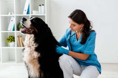Genç, özenli veteriner. Bernese dağ köpeğinin arkasını inceliyor. 