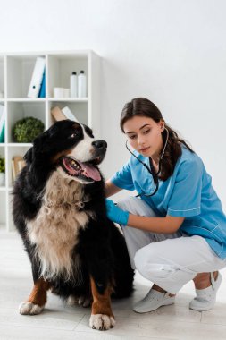 Bernese dağ köpeğini steteskopla inceleyen genç, özenli veteriner.