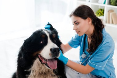 Genç, özenli veteriner. Bernese dağ köpeğinin kulağını inceliyor.