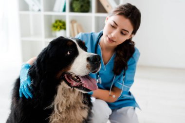 Bernese Dağ Köpeği 'ni inceleyen güzel, özenli veteriner.