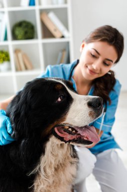 Berner Sennenhund 'un köpeğini inceleyen gülümseyen veterinerin seçici odağı