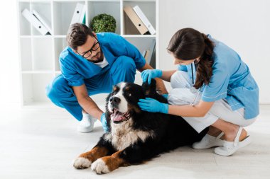 Bernese dağ köpeğinin kulağını inceleyen özenli veteriner.