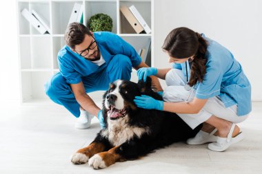 attentive veterinarian examining ear of bernese mountain dog near colleague clipart