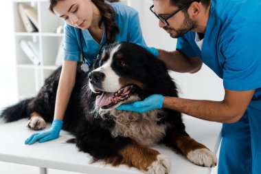 Berlin dağ köpeğini muayene eden iki genç veteriner masada yatıyor.