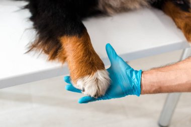 Berlin dağ köpeğinin patisini tutan veterinerin kısmi görüntüsü