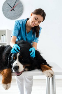 Gülümseyen veteriner. Berner Sennenhund köpeğini muayene ediyor. Masada yatıyor.